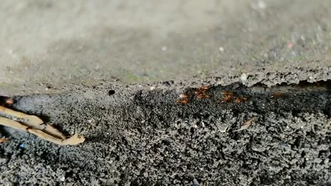 Row of red ants in the nest 스톡 동영상 301419366
