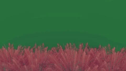 Row of red bushes and some plants in it trees Vidéo 336970432