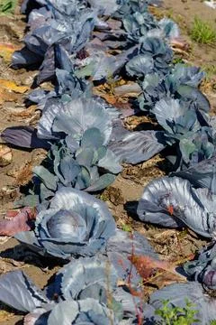 Row of Red Cabbage Plants in Soil Stock Photos
