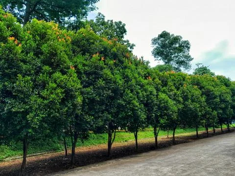 Row of Red-Tipped Trees in Landscape Stock Photos