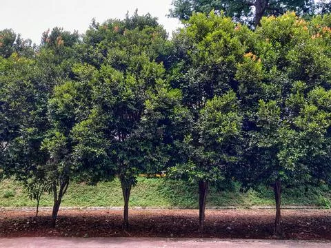 Row of Red-Tipped Trees in Landscape Stock Photos