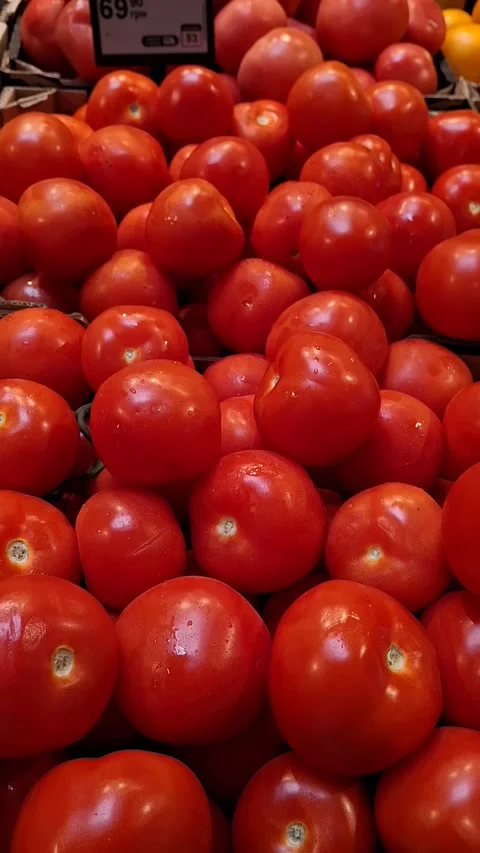 Row of red tomatoes Stock Footage 341690582