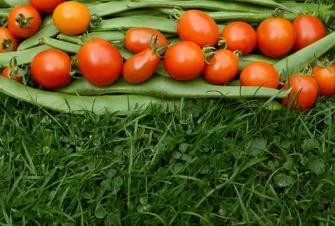 Row of red tomatoes on runner beans Stock Photos