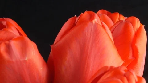 Row of red tulips against a dark background for a Mother's Day or other celebrat Stock Footage 106934826