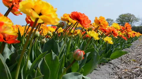 Row of red, yellow and orange tulips, Netherlands Stock Footage 37293942