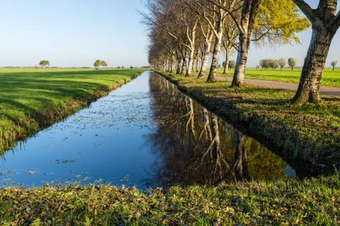 Row of reflected birch trees Stock Photos