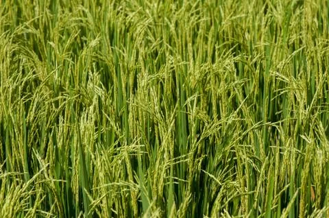 Row rice Stock Photos