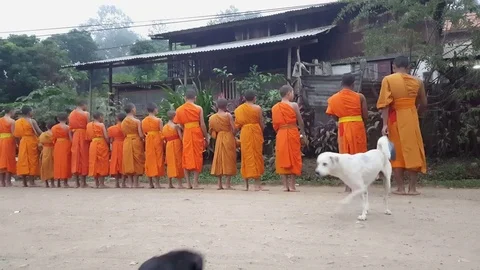 Row of robed young monks stand and sing Buddhist prayer at dawn, dogs play, Laos Vidéo 81786772