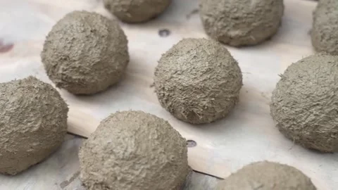 Row of Rough Mud Spheres Drying on a Wooden Plank Stock Footage 340901065