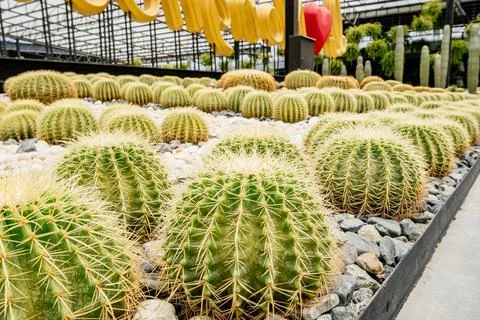 A row of round cacti. Stock Photos