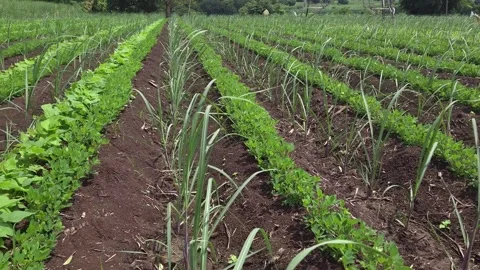 Row by Row View of Intersubject Agriculture Crops Combining Sugarcane and Green Stock Footage 342788453