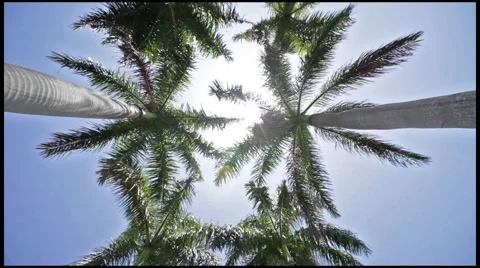 Row of Royal Palm Trees Stock Footage 965419