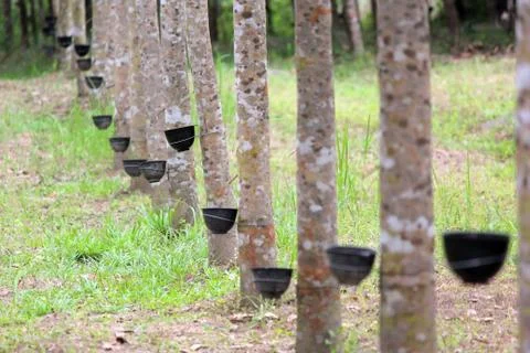 Row of rubber tree with tapping latex Foto stock