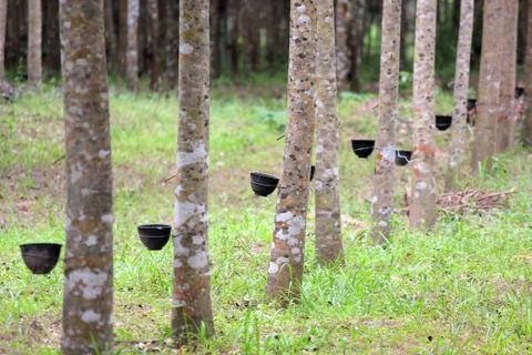 Row of rubber tree with tapping latex Stock Photos