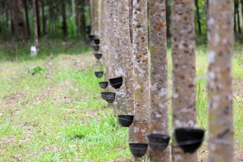 Row of rubber tree with tapping latex Stock Photos