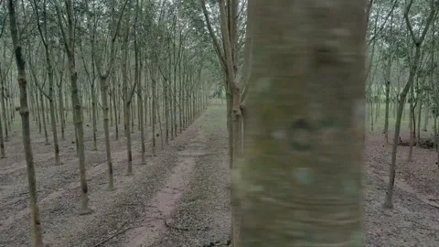 Row of rubber trees in the plantation. Drone shot Stock Footage 220089122