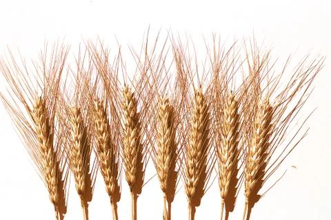 Row of rye ears on white background. bunch of rye ears Fotos Stock