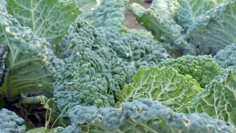 Row of savoy cabbage Stock Footage 91691633