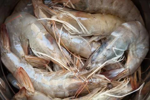 Row scrimps background. Macro studio photo Stock Photos