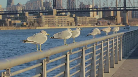 Row of Seagulls on the Rail (Slow Motion) 库存影片 43126314