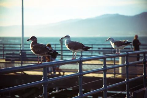 Row of seagulls on a railing Stock Photos