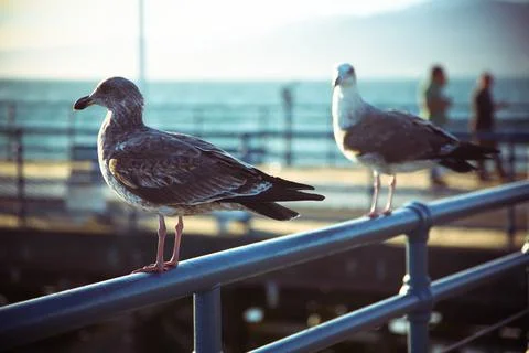Row of seagulls on a railing Stock Photos