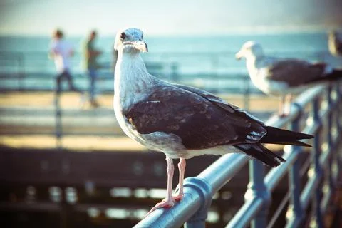 Row of seagulls on a railing Stock Photos