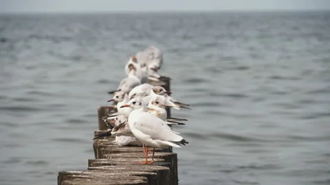 Row of seagulls sitting on the sea Video stock 158714964
