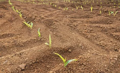 Row of seedlings of corn Stock Photos