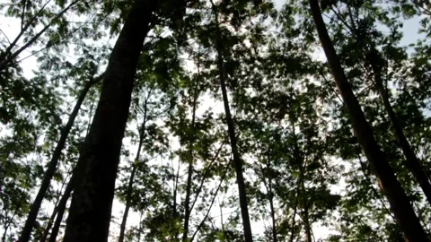 A row of shady trees grows in the countryside Stock Footage 154169421