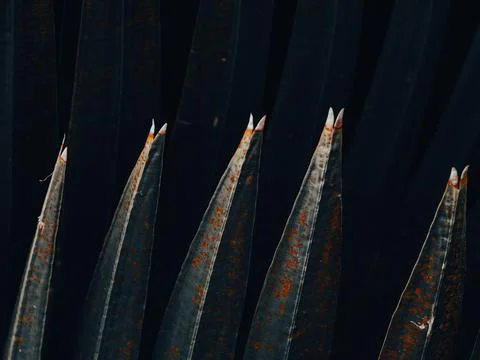 Row of sharp pointed dark leaves with pale split tips and orange rust speck.. 库存照片