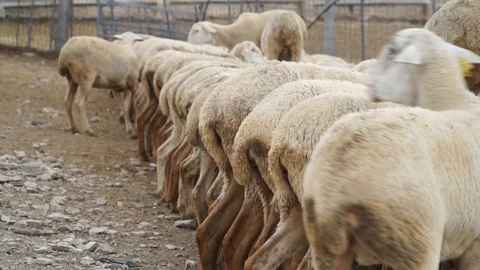 Row Of Sheep Eating From A Feeder Trough Vídeo Stock 108672984