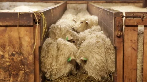 Row of sheep eating hay Stock Footage 143484202