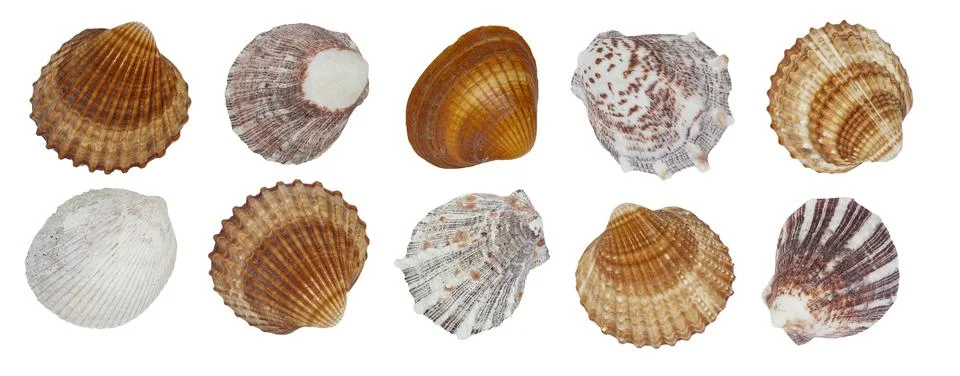 A row of shells of different colors and patterns. The shells are arranged in  Stock Photos