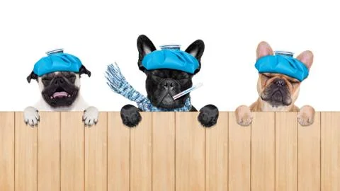 Row of sick dogs Stockfoto's