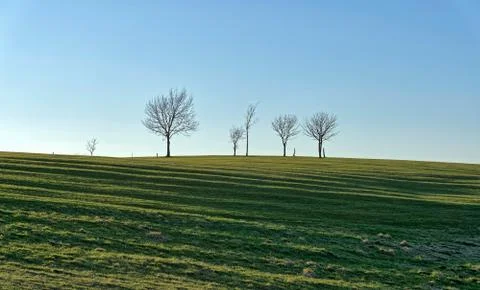 A row of silhouetted small trees. Stock Photos