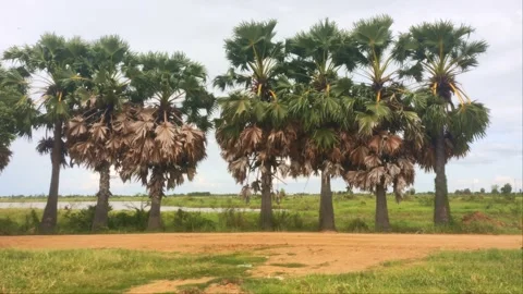 Row of Six Sugar Palm Trees Along Dirt Road in Countryside Stock Footage 343355272