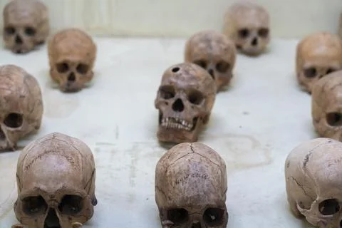 A row of skulls are lined up on a table. in Chennai Stockfoto's