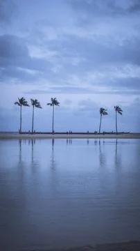 A row of slender palm trees reflecting perfectly on the calm water surface .. Stock Photos