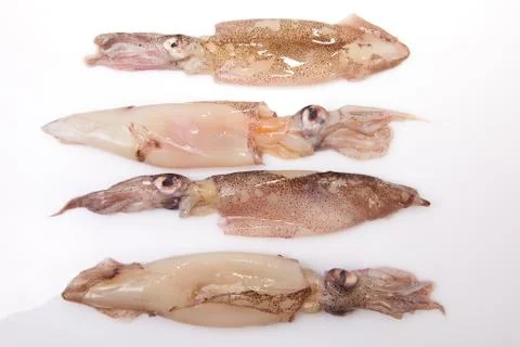 Row of small freshly squids Stock Photos