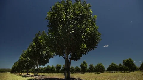 Row of Small Macadamia Trees Stock Footage 128227920