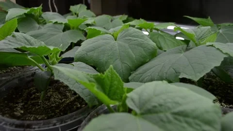 Row of small plants are in pots, with one of them being a cucumber plant Stock Footage 303227549