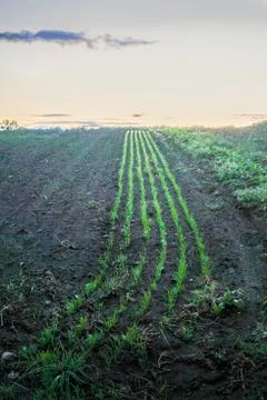 Row of small plants Stock Photos