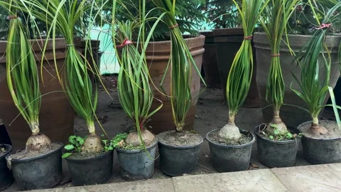 Row of Small Ponytail Palms in Pots for Indoor or Outdoor Garden Decor Stock Footage 304489822