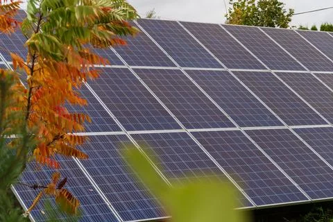 A row of solar panels is positioned behind a tree with fall leaves. Фото