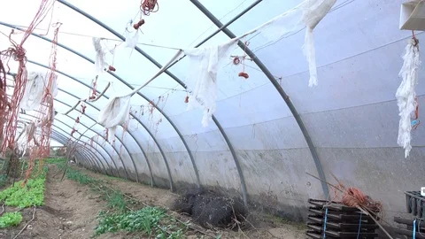 Row of spinach in a greenhouse Stock Footage 71008027