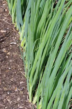 Row of spring onions in close up in a vegetable garden Stock Photos