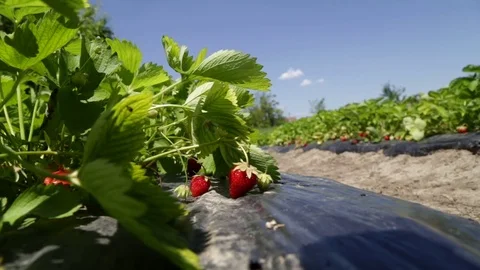 Row of strawberries eye angle shot Vídeo Stock 81810882