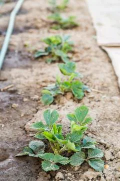 Row of strawberries Stock Photos