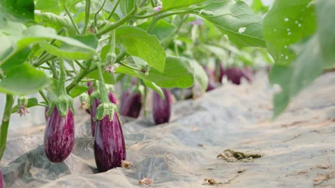 A Row of Striped Eggplant, Close-up Stock Footage 312006469